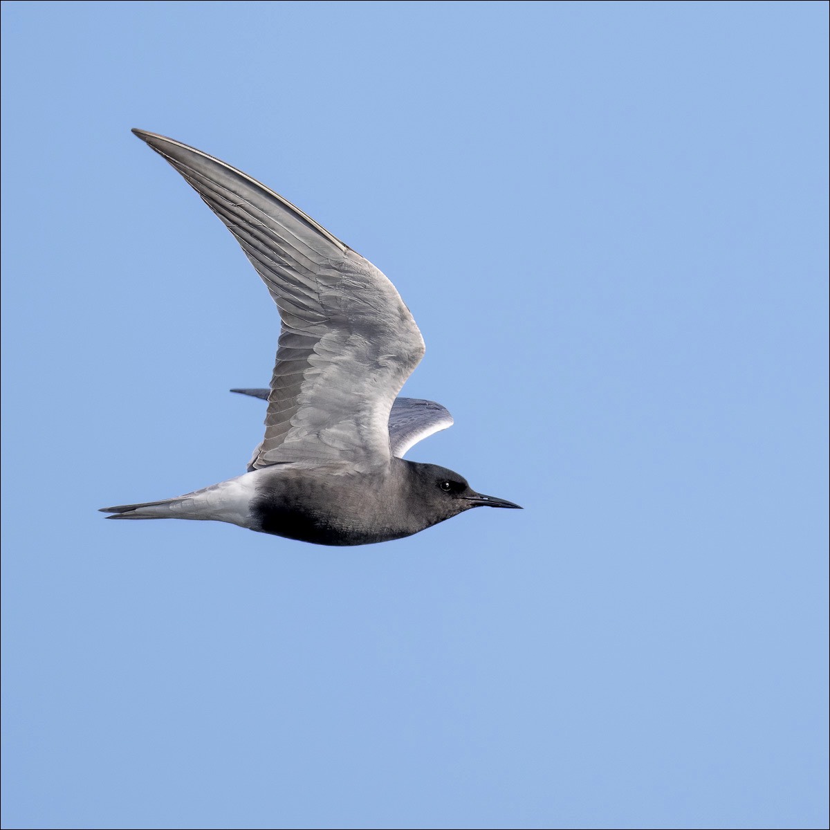 Black Tern (Zwarte Stern)