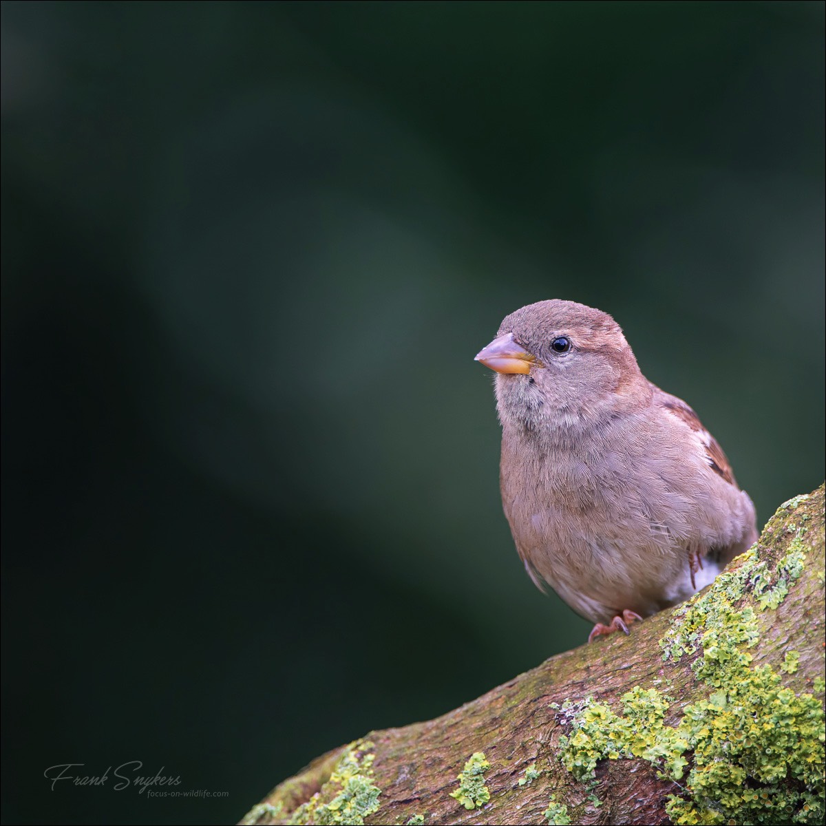 House Sparrow (Huismus) - Wenduine (Belgium) - 16/05/24