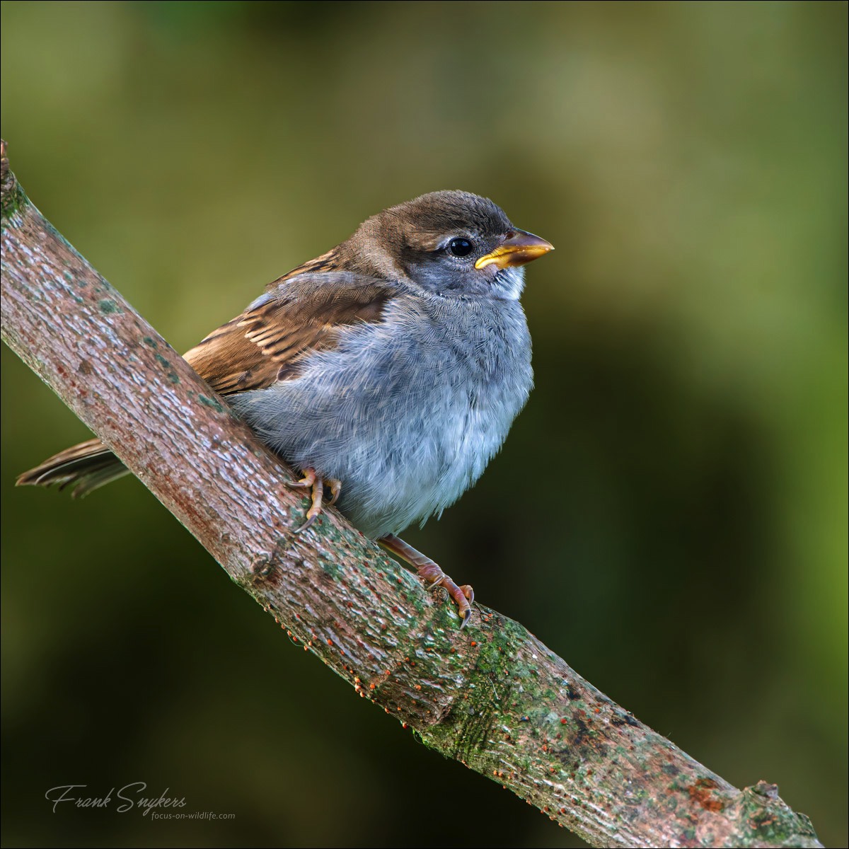 House Sparrow (Huismus) - Wenduine (Belgium) - 16/05/24
