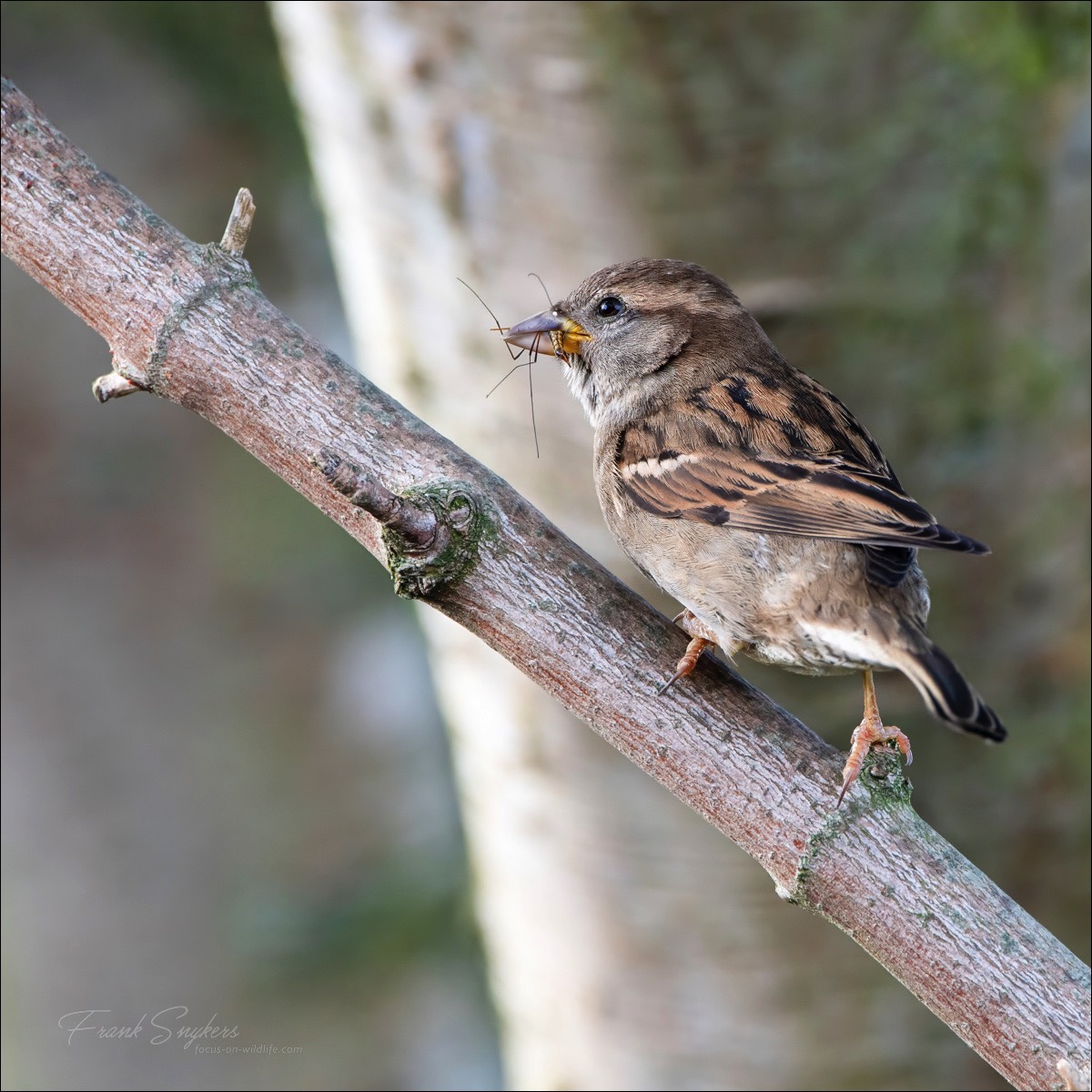 House Sparrow (Huismus) - Wenduine (Belgium) - 08/05/24