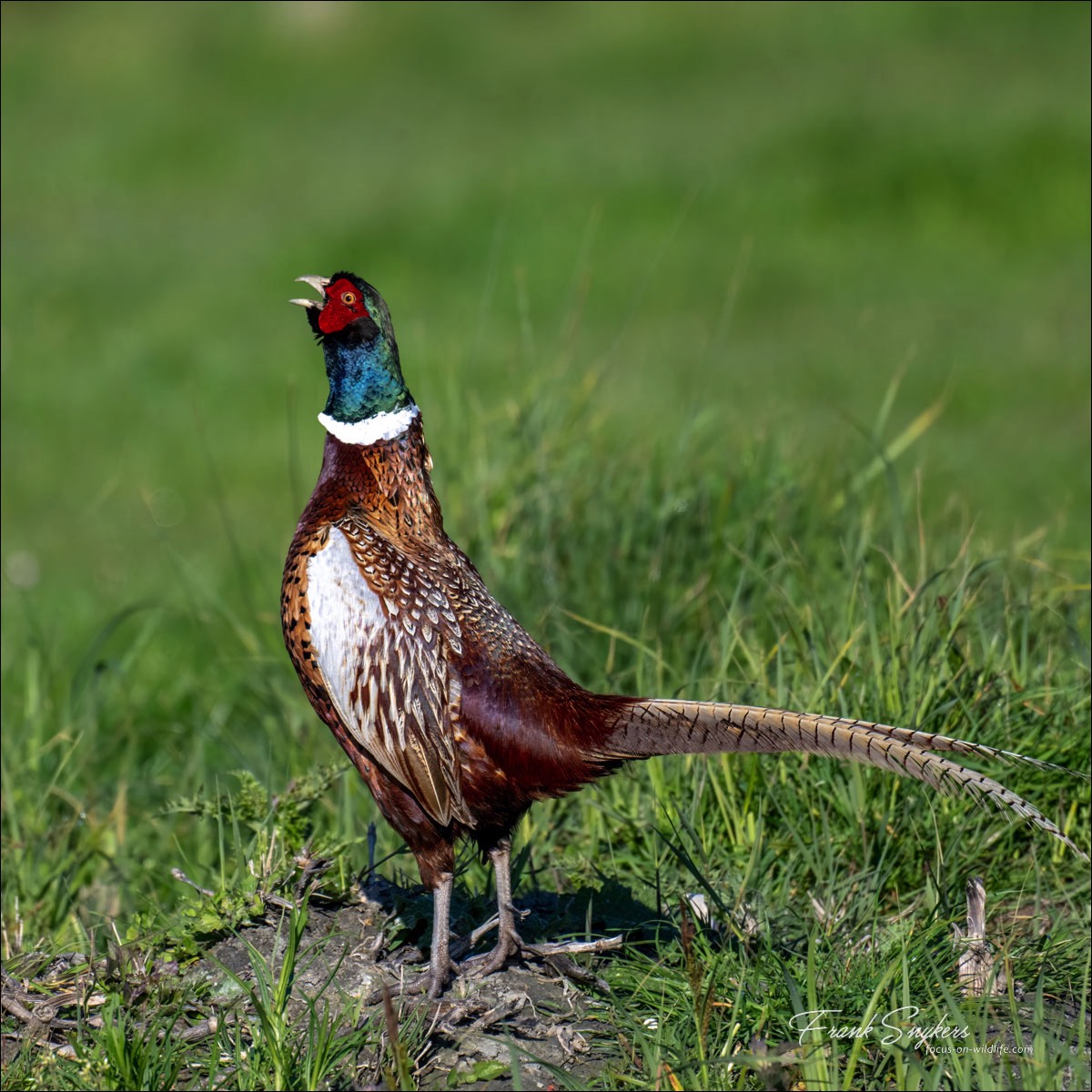 Common Pheasant (Fazant) - Uitkerkse Polders (Belgium) - 30/04/24