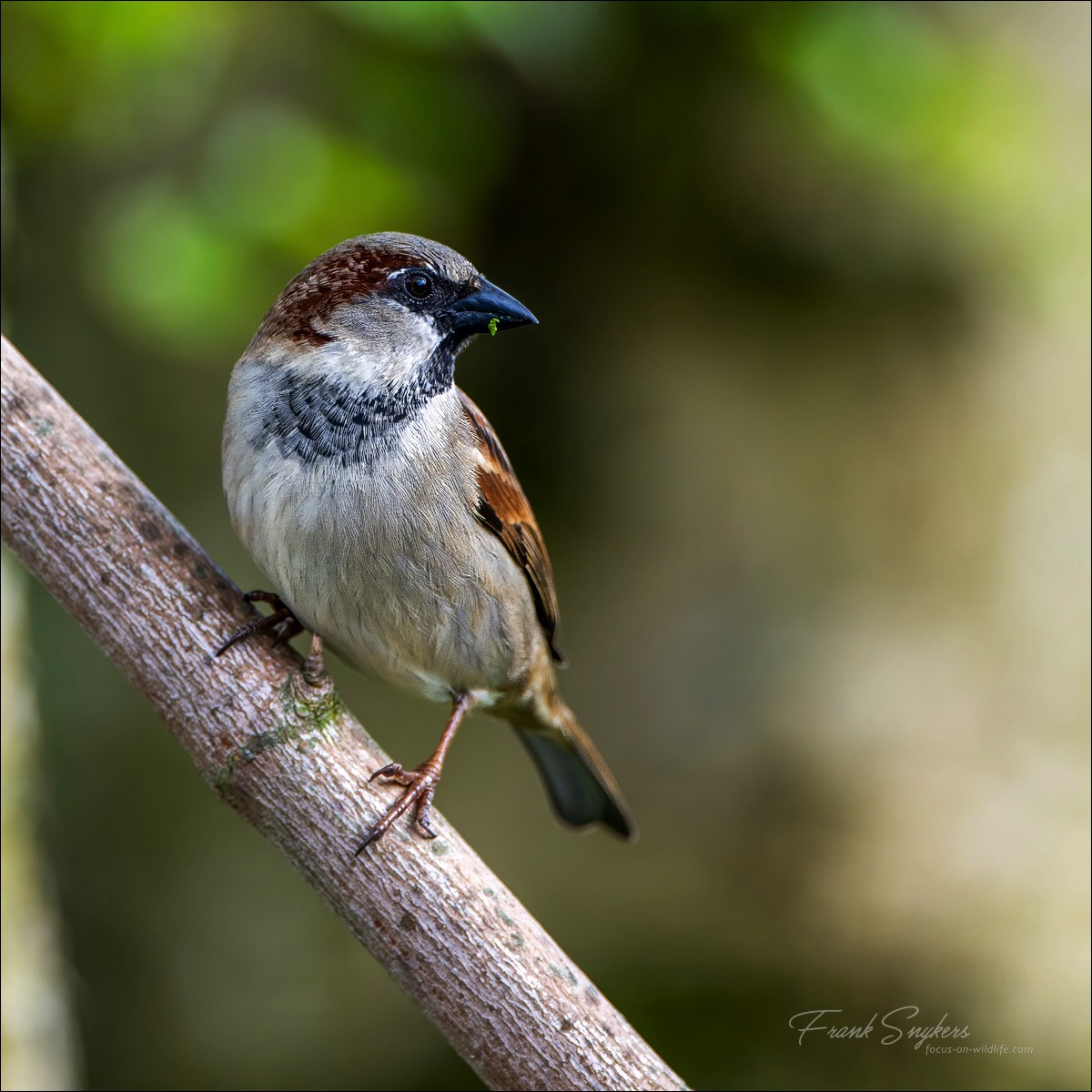 House Sparrow (Huismus) - Wenduine (belgium) - 30/04/24