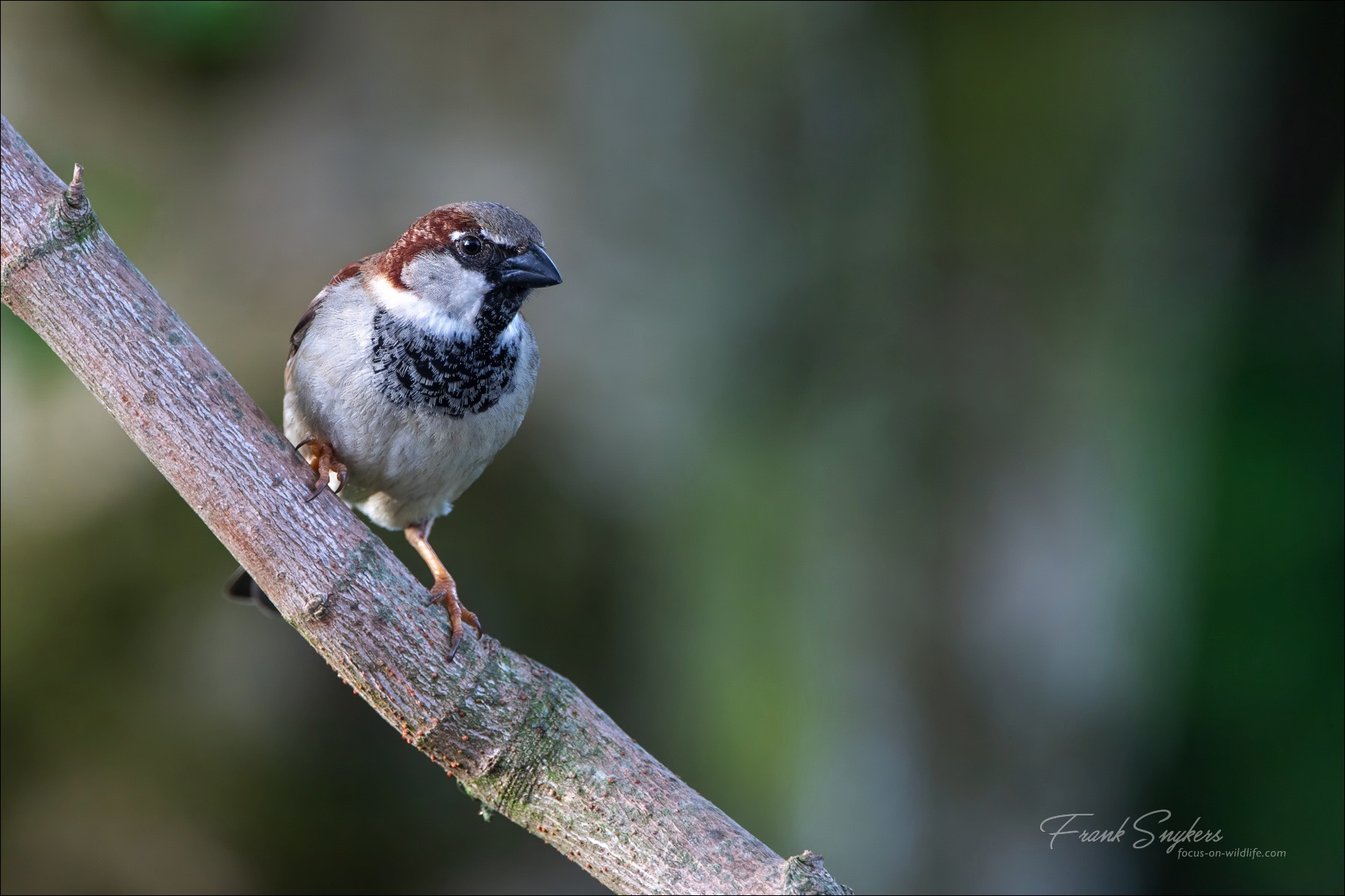 House Sparrow (Huismus) - Wenduine (Belgium) - 08/05/24